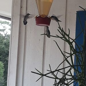 Meet your Posher, Dawn